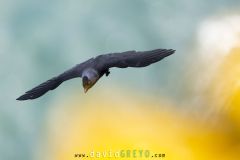 Choucas des tours ; Western jackdaw