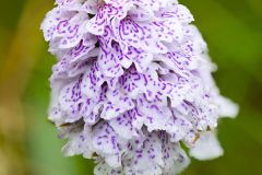 Orchis des bruyères - heath spotted-orchid[
