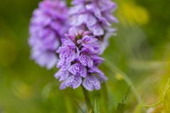 Orchis des bruyères - heath spotted-orchid[