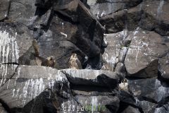 Faucon pélerin ; Peregrine falcon
