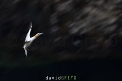 Fou de Bassan ; Gannet
