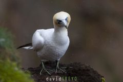 Fou de Bassan ; Gannet