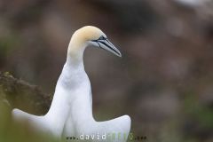 Fou de Bassan ; Gannet