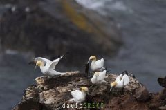 Fou de Bassan ; Gannet