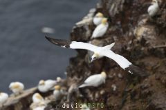 Fou de Bassan ; Gannet