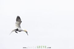 Fou de Bassan ; Gannet