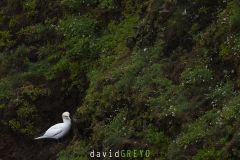 Fou de Bassan ; Gannet