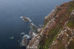 Fou de Bassan ; Gannet