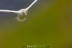 Fou de Bassan ; Gannet