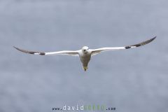 Fou de Bassan ; Gannet