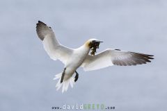 Fou de Bassan ; Gannet