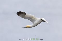 Fou de Bassan ; Gannet