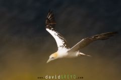 Fou de Bassan ; Gannet