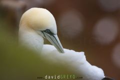 Fou de Bassan ; Gannet