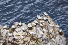 Fou de Bassan ; Gannet