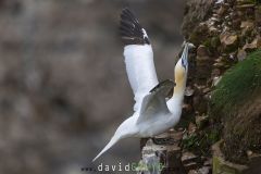 Fou de Bassan ; Gannet
