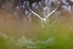 Fou de Bassan ; Gannet