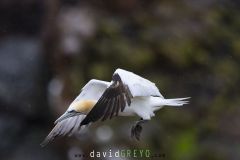 Fou de Bassan ; Gannet