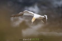 Fou de Bassan ; Gannet