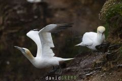 Fou de Bassan ; Gannet