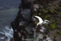 Fou de Bassan ; Gannet