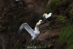 Fou de Bassan ; Gannet