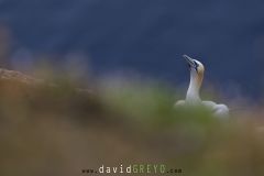 Fou de Bassan ; Gannet