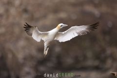 Fou de Bassan ; Gannet
