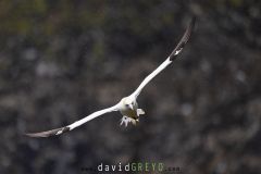 Fou de Bassan ; Gannet