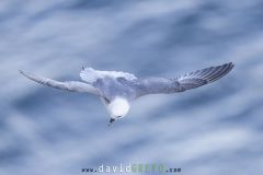 Fulmar boréal ; Northern fulmar