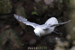 Fulmar boréal ; Northern fulmar