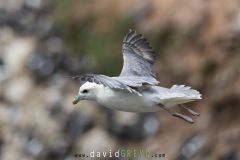 Fulmar boréal ; Northern fulmar