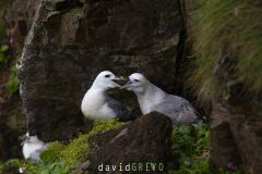 Fulmar boréal ; Northern fulmar