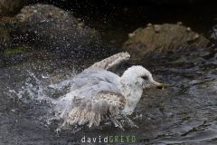Goéland argenté ; European herring gull