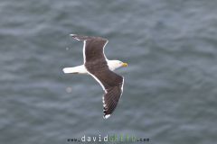 Goéland marin ; Great black-backed gull