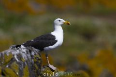 Goéland marin ; Great black-backed gull