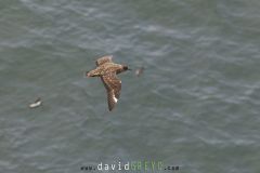 Grand Labbe ; Great skua