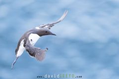 Guillemot de Troil - Common murre
