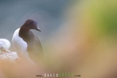 Guillemot de Troil - Common murre