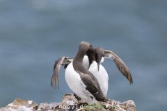 Guillemot de Troil - Common murre