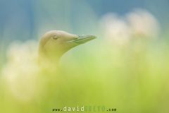 Guillemot de Troil - Common murre