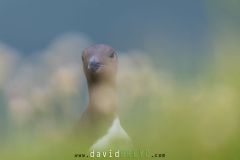 Guillemot de Troil - Common murre