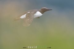 Guillemot de Troil - Common murre