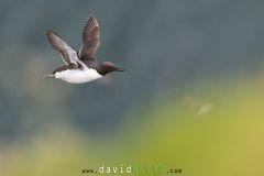 Guillemot de Troil - Common murre