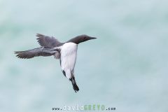 Guillemot de Troil - Common murre