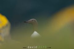 Guillemot de Troil - Common murre