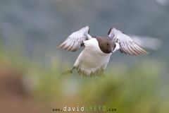 Guillemot de Troil - Common murre
