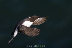 Guillemot de Troil - Common murre