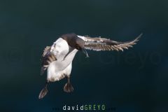 Guillemot de Troil - Common murre