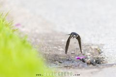 Hirondelle des fenêtres ; Western House Martin